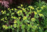 Bupleurum rotundifolium