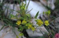 Bupleurum lancifolium