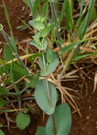 Bupleurum lancifolium