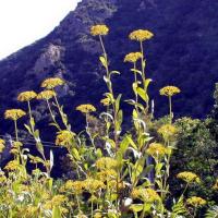 Bupleurum fruticosum