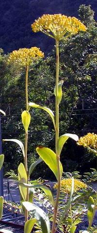 Bupleurum fruticosum Bupleurum fruticosum