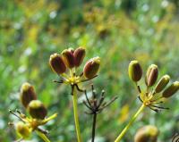 Bupleurum fruticosum