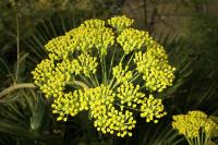 Bupleurum fruticosum