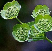 Bupleurum angulosum