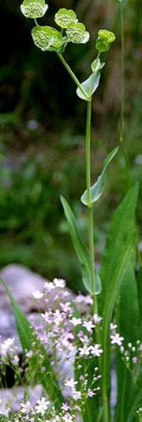 Bupleurum angulosum