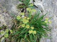 Bupleurum angulosum