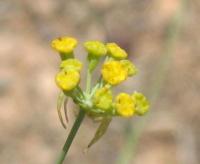 Bupleurum rigidum