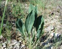 Bupleurum rigidum