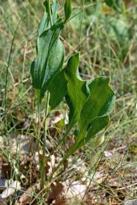 Bupleurum rigidum