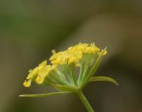 Bupleurum falcatum subsp. falcatum