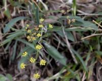 Bupleurum falcatum subsp. falcatum