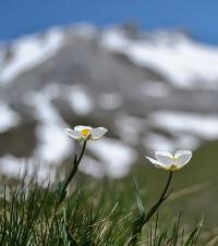 Ranunculus amplexicaulis