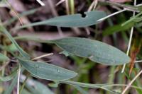 Bupleurum falcatum subsp. falcatum