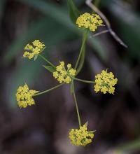 Bupleurum falcatum subsp. falcatum