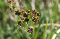 Bupleurum ranunculoides