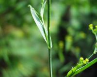 Bupleurum ranunculoides