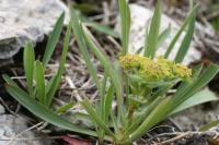 Bupleurum ranunculoides