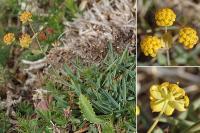 Bupleurum ranunculoides