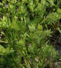 Bupleurum baldense