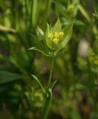 Bupleurum baldense