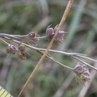 Bupleurum tenuissimum