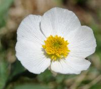 Ranunculus amplexicaulis