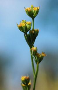 Bupleurum tenuissimum