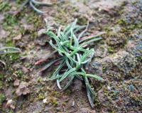 Bupleurum tenuissimum