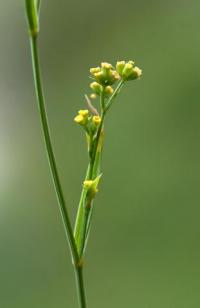 Bupleurum praealtum