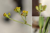 Bupleurum praealtum