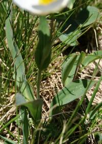 Ranunculus amplexicaulis