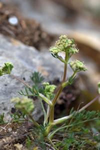 Trinia glauca