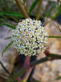 Cicuta virosa