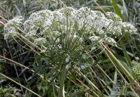 Ammi majus