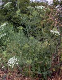 Ammi majus