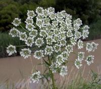 Ammi majus