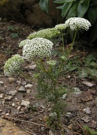 Ammi visnaga