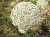 Ammi visnaga