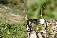 Ptychotis saxifraga Ptychotis saxifraga