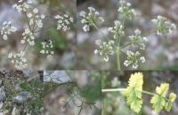 Ptychotis saxifraga Ptychotis saxifraga