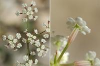 Ptychotis saxifraga Ptychotis saxifraga