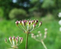 Carum verticillatum