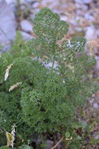 Ligusticum lucidum