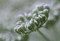 Ligusticum lucidum