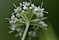 Angelica sylvestris