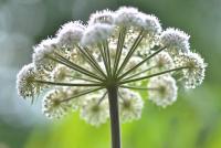 Angelica sylvestris