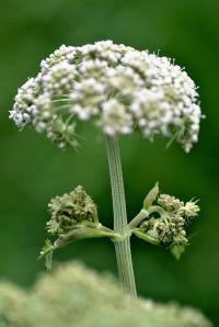 Angelica sylvestris