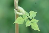 Angelica sylvestris