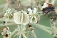 Angelica sylvestris