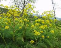 Ferula communis subsp. communis